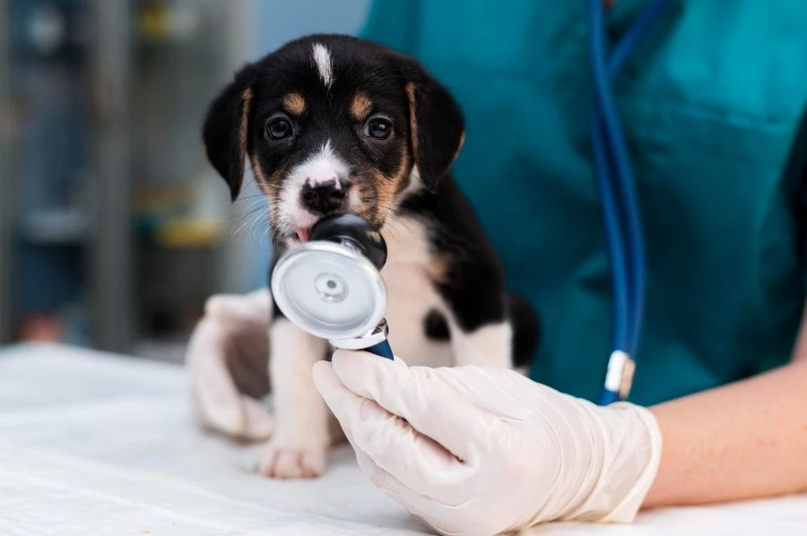 Preparar a tu mascota para el veterinario